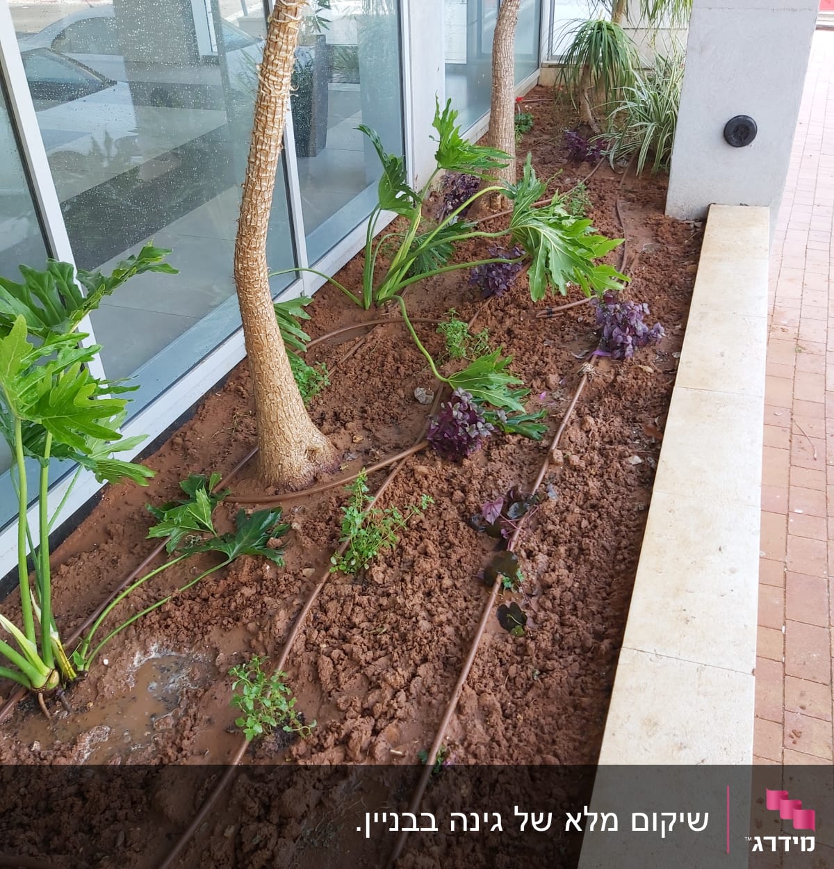 צינורות השקיה וטיפוח צמחים בערוגה